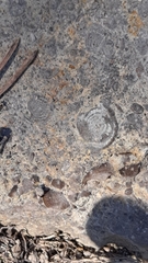 Nummulites