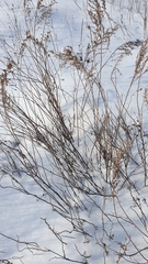 Artemisia abrotanum