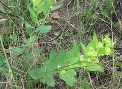 Clutia hirsuta