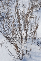 Artemisia abrotanum