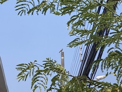 Daptrius chimango chimango