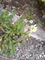 Cardamine hirsuta