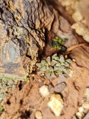 Anacampseros subnuda