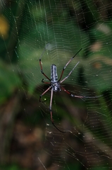 Nephila