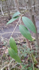Ligustrum vulgare
