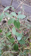 Ligustrum vulgare