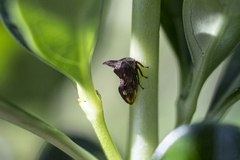 Acanthuchus trispinifer