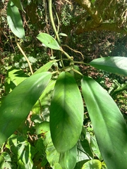 Rhaphidophora hongkongensis