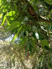 Rhaphidophora hongkongensis