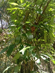 Rhaphidophora hongkongensis