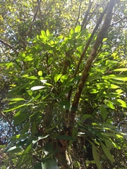 Rhaphidophora hongkongensis