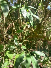 Rhaphidophora hongkongensis