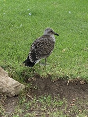 Larus dominicanus dominicanus