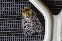 Proteuxoa sanguinipuncta