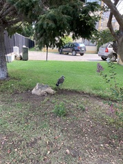 Larus dominicanus dominicanus