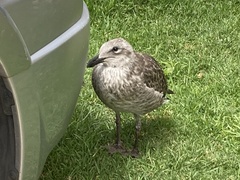 Larus dominicanus dominicanus