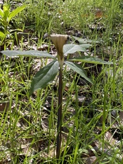Arisaema quinatum