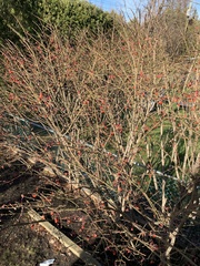 Euonymus alatus