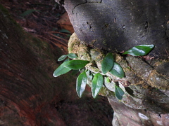 Lemmaphyllum rostratum