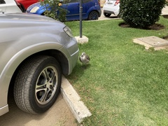 Larus dominicanus dominicanus