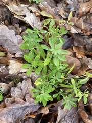 Galium odoratum