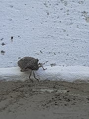 Holcostethus albipes