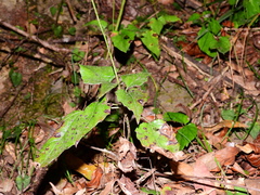 Ainsliaea macroclinidioides