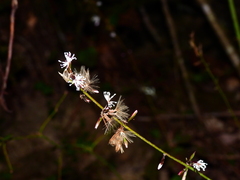 Ainsliaea macroclinidioides