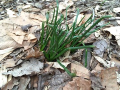Ornithogalum umbellatum