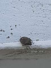 Holcostethus albipes