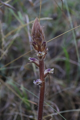 Orobanche