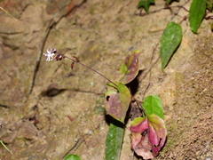 Ainsliaea macroclinidioides