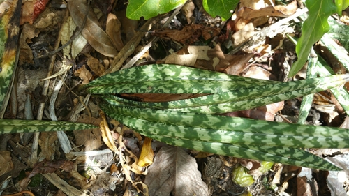 Eulophia spathulifera