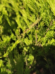 Pseudomantis albofimbriata