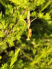 Pseudomantis albofimbriata