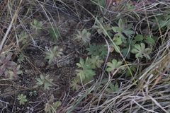 Alchemilla