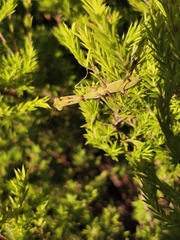 Pseudomantis albofimbriata