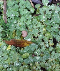 Alchemilla arvensis