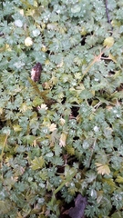 Alchemilla arvensis