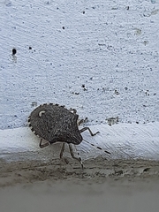 Holcostethus albipes