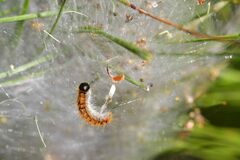 Thaumetopoea pityocampa
