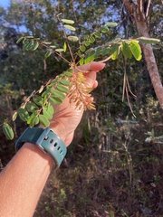 Alvaradoa amorphoides