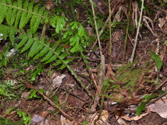 Plagiogyria stenoptera