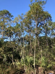 Alvaradoa amorphoides