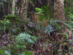 Plagiogyria stenoptera