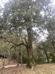 Cinnamomum micranthum