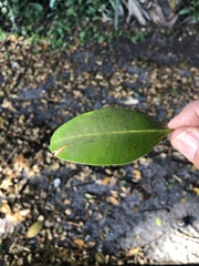 Calophyllum inophyllum