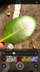 Calophyllum inophyllum
