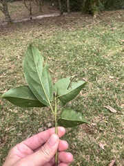 Cinnamomum micranthum