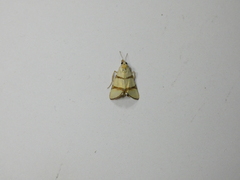 Eulepidotis perducens